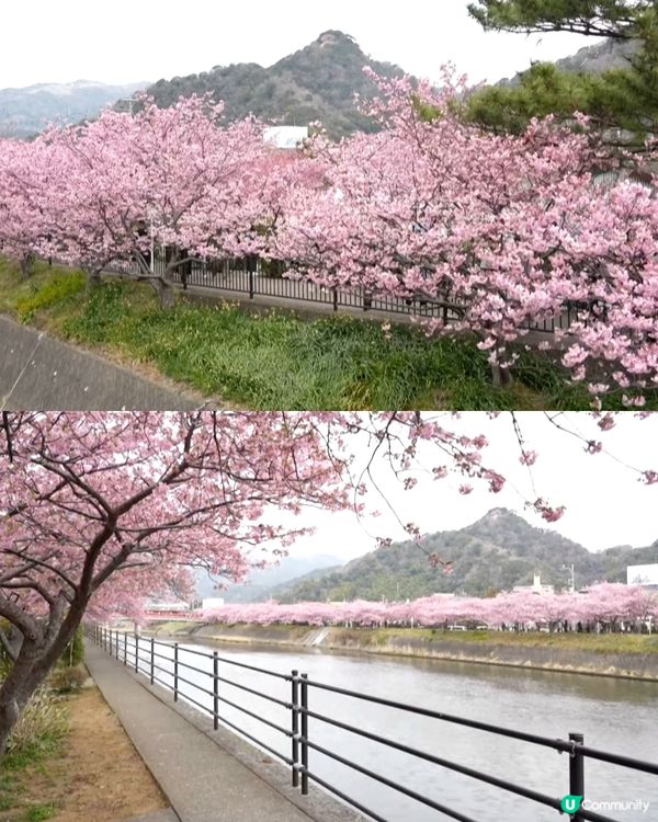 伊豆🌸河津櫻🌸伊豆仙人掌動物園🌸2天遊

河津桜
