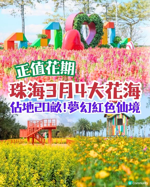 珠海3月4大花海😍佔地20畝!夢幻紅色仙境‼️正值花期🌹即睇花海地址