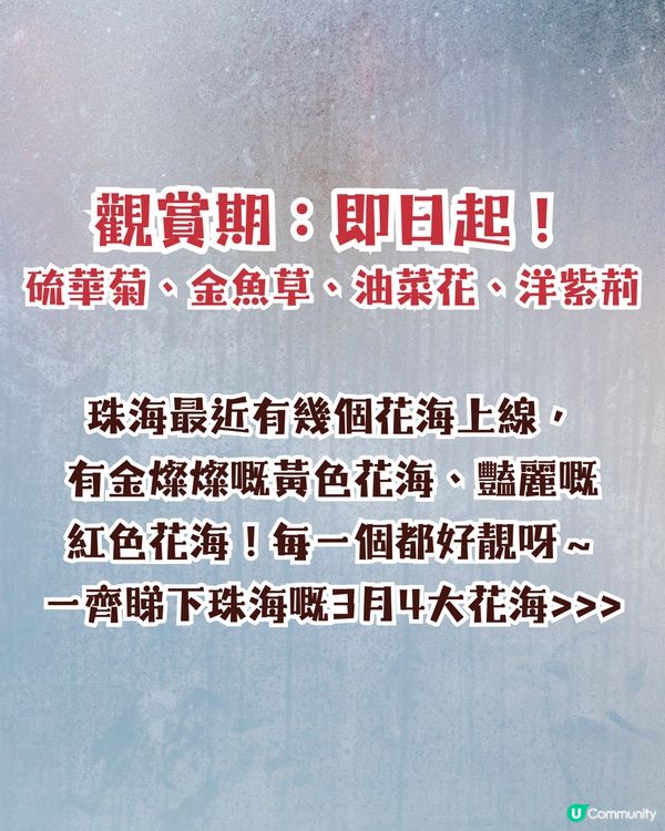 珠海3月4大花海😍佔地20畝!夢幻紅色仙境‼️正值花期🌹即睇花海地址