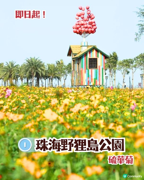 珠海3月4大花海😍佔地20畝!夢幻紅色仙境‼️正值花期🌹即睇花海地址