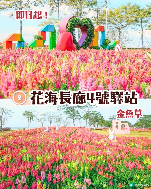 珠海3月4大花海😍佔地20畝!夢幻紅色仙境‼️正值花期🌹即睇花海地址