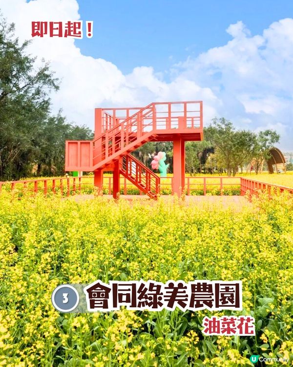 珠海3月4大花海😍佔地20畝!夢幻紅色仙境‼️正值花期🌹即睇花海地址