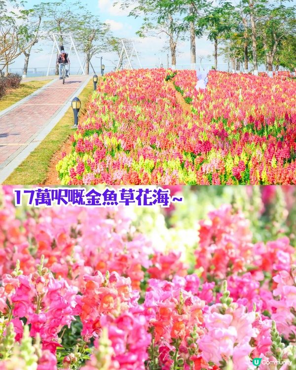 珠海3月4大花海😍佔地20畝!夢幻紅色仙境‼️正值花期🌹即睇花海地址