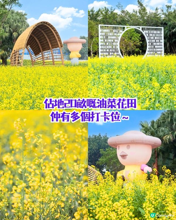 珠海3月4大花海😍佔地20畝!夢幻紅色仙境‼️正值花期🌹即睇花海地址