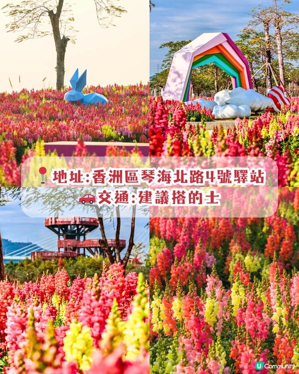 珠海3月4大花海😍佔地20畝!夢幻紅色仙境‼️正值花期🌹即睇花海地址