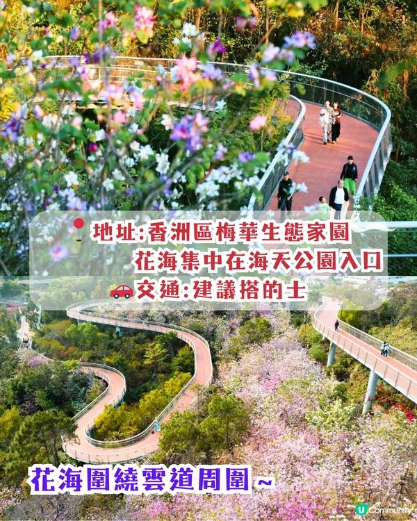 珠海3月4大花海😍佔地20畝!夢幻紅色仙境‼️正值花期🌹即睇花海地址