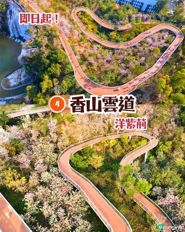 珠海3月4大花海😍佔地20畝!夢幻紅色仙境‼️正值花期🌹即睇花海地址