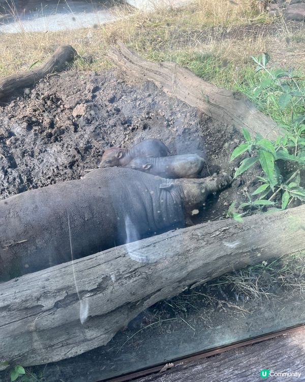 倫敦動物園之旅：驚喜與驚嚇 🤯🦁