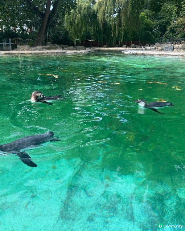 倫敦動物園之旅：驚喜與驚嚇 🤯🦁