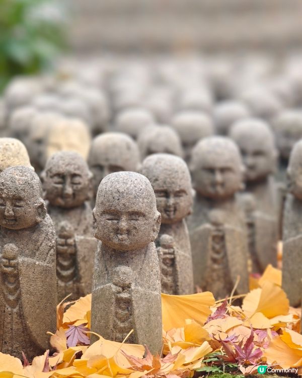 鐮倉長谷寺，放滿可愛地藏菩薩