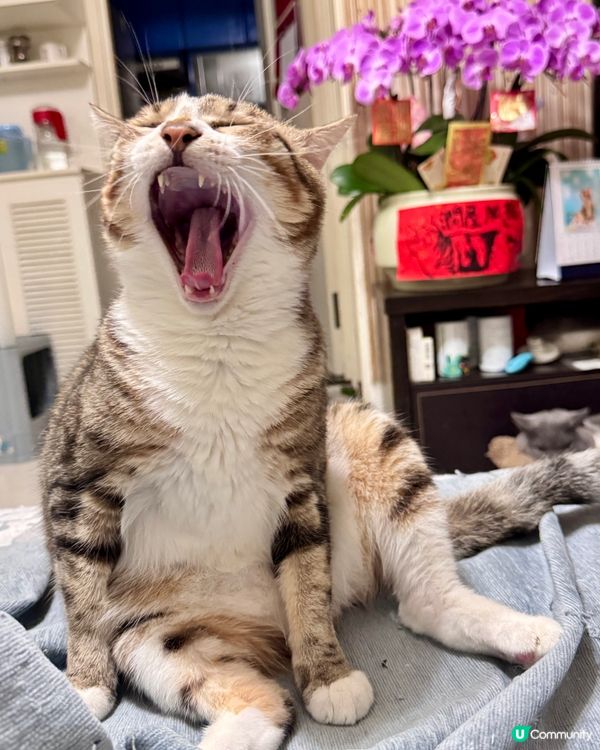 🐱：唉呀煩死喇⋯⋯又落雨喇😾😾😾