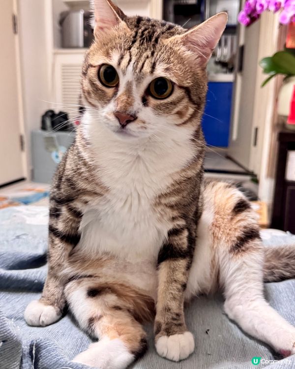 🐱：唉呀煩死喇⋯⋯又落雨喇😾😾😾