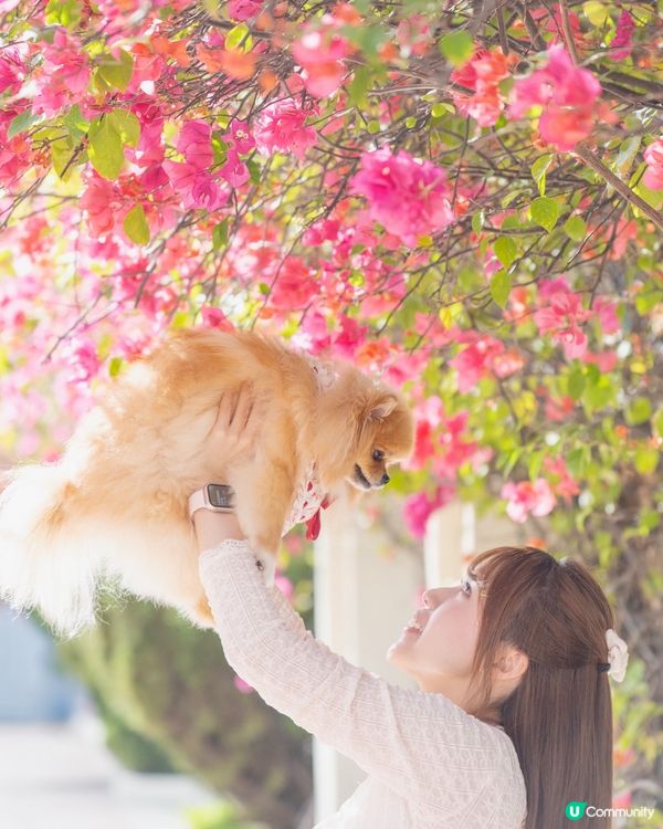 爸爸話3月係花季🌸  帶我米蘇蘇去影花花📸