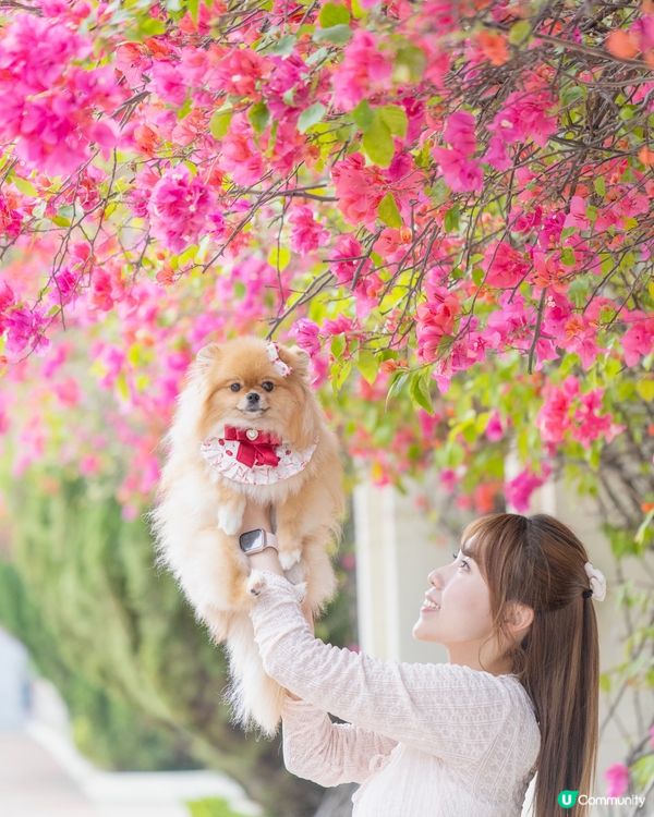 爸爸話3月係花季🌸  帶我米蘇蘇去影花花📸