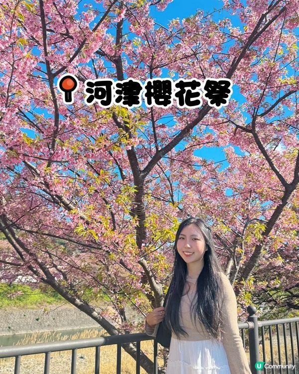 一覽8000棵河津櫻🌸