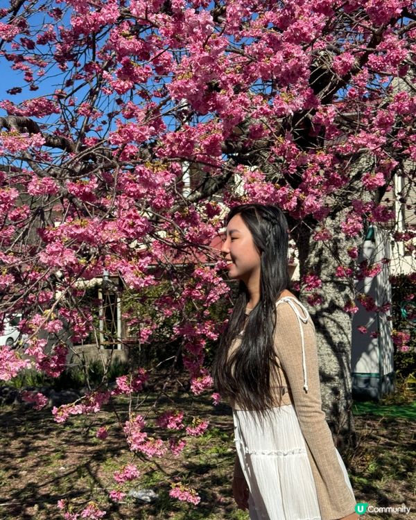 一覽8000棵河津櫻🌸