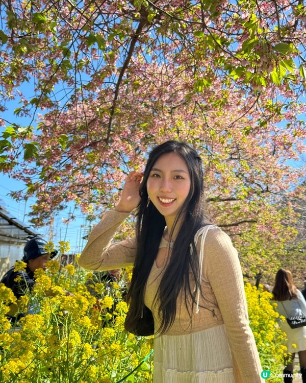 一覽8000棵河津櫻🌸