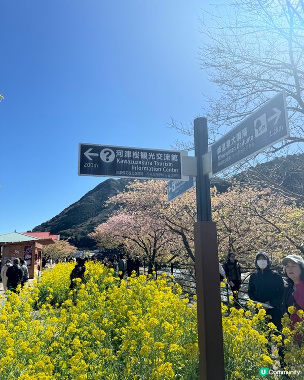 一覽8000棵河津櫻🌸