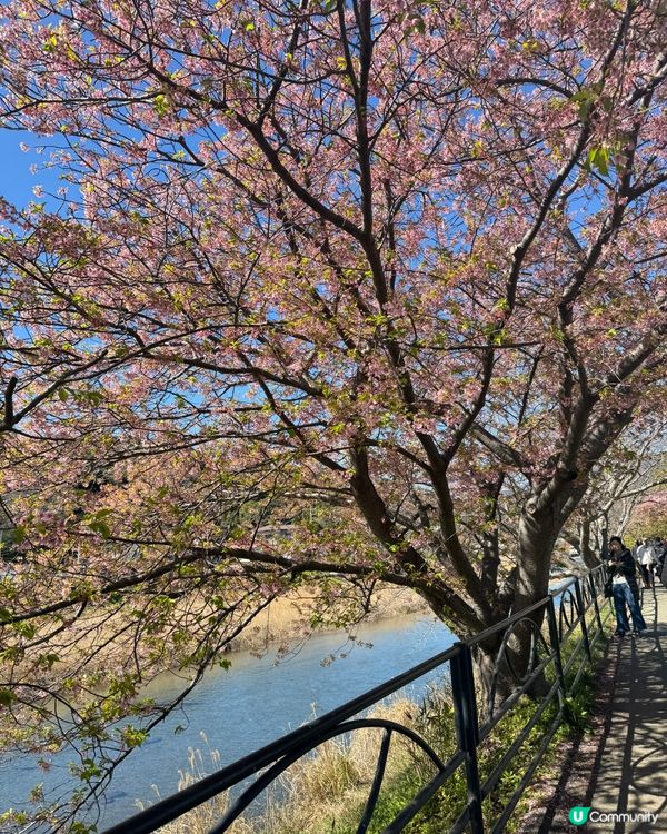 一覽8000棵河津櫻🌸