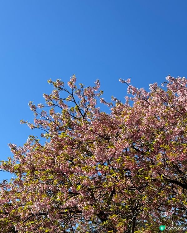 一覽8000棵河津櫻🌸