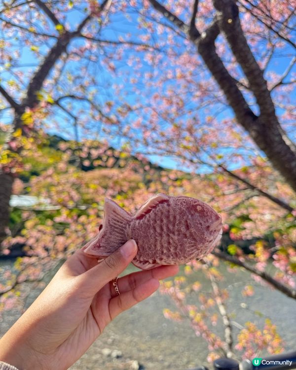 一覽8000棵河津櫻🌸