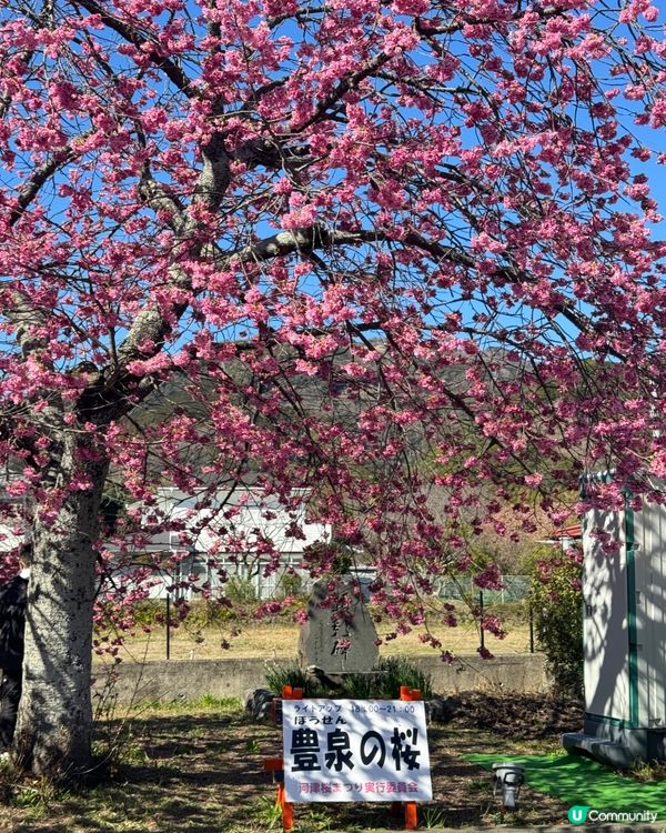一覽8000棵河津櫻🌸