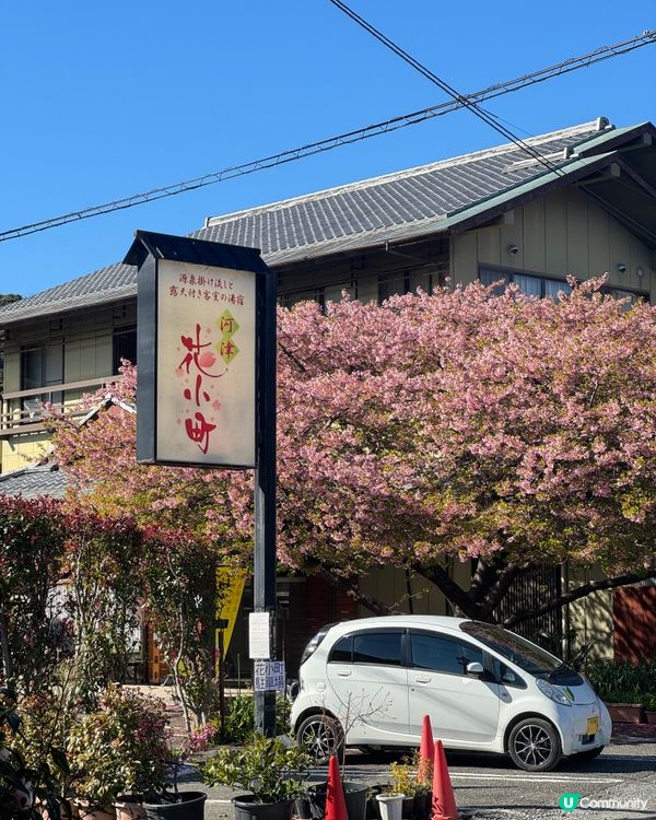 一覽8000棵河津櫻🌸