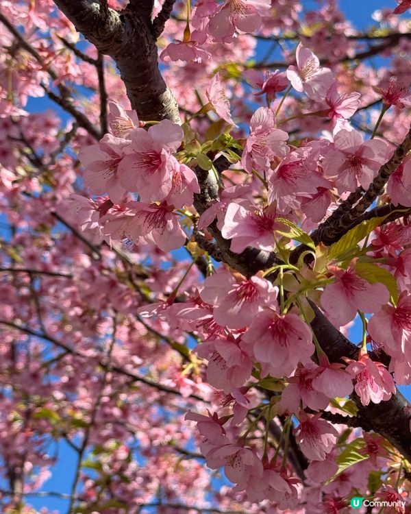 一覽8000棵河津櫻🌸