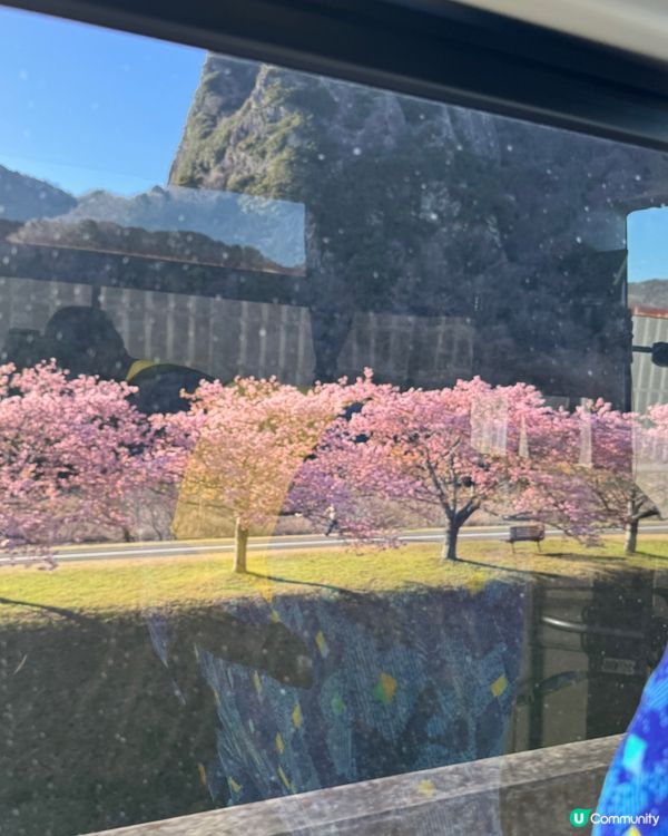 一覽8000棵河津櫻🌸