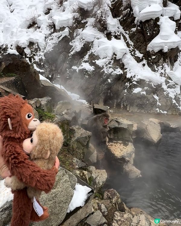 日本長野雪猴山❄️🐒 必買磁石雪猴公仔🐵✨