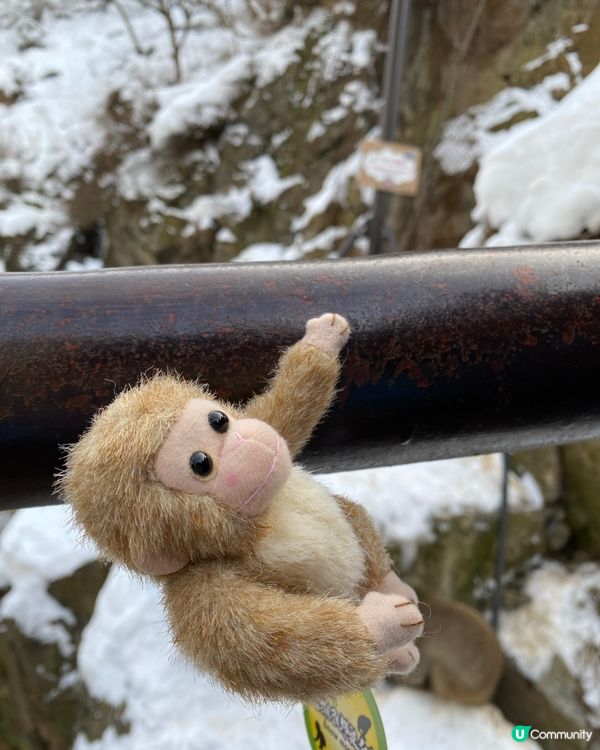 日本長野雪猴山❄️🐒 必買磁石雪猴公仔🐵✨