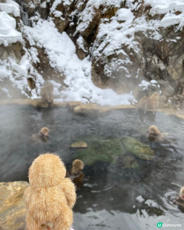 日本長野雪猴山❄️🐒 必買磁石雪猴公仔🐵✨