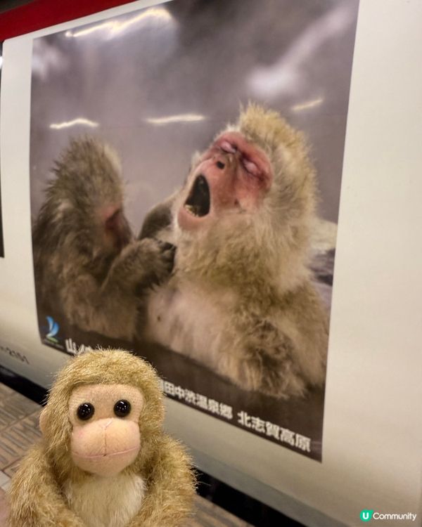 日本長野雪猴山❄️🐒 必買磁石雪猴公仔🐵✨