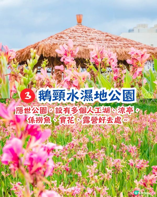 深圳打卡美人蕉公園3大推介📸地鐵直達🚇附3大打卡TIPS‼️