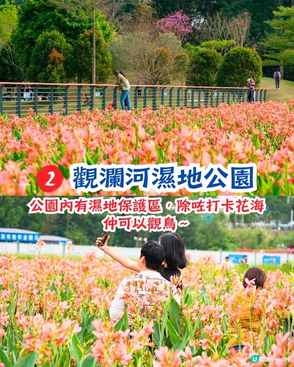 深圳打卡美人蕉公園3大推介📸地鐵直達🚇附3大打卡TIPS‼️