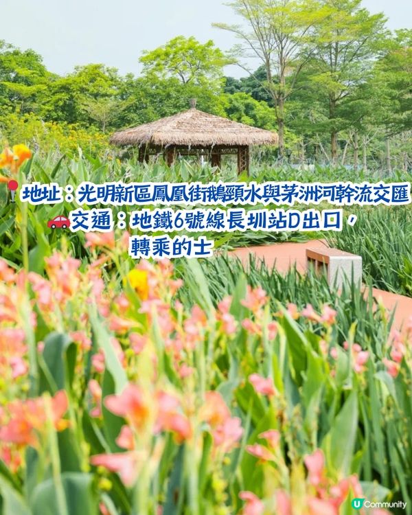 深圳打卡美人蕉公園3大推介📸地鐵直達🚇附3大打卡TIPS‼️