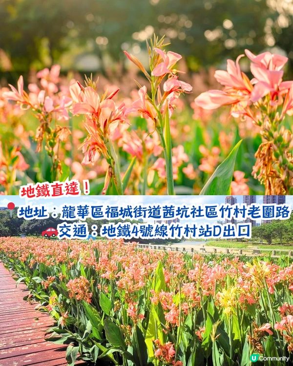 深圳打卡美人蕉公園3大推介📸地鐵直達🚇附3大打卡TIPS‼️