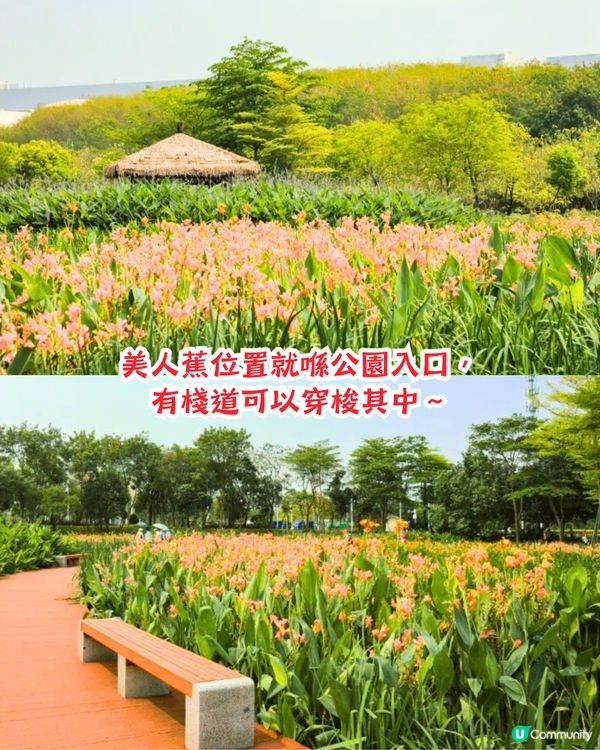 深圳打卡美人蕉公園3大推介📸地鐵直達🚇附3大打卡TIPS‼️