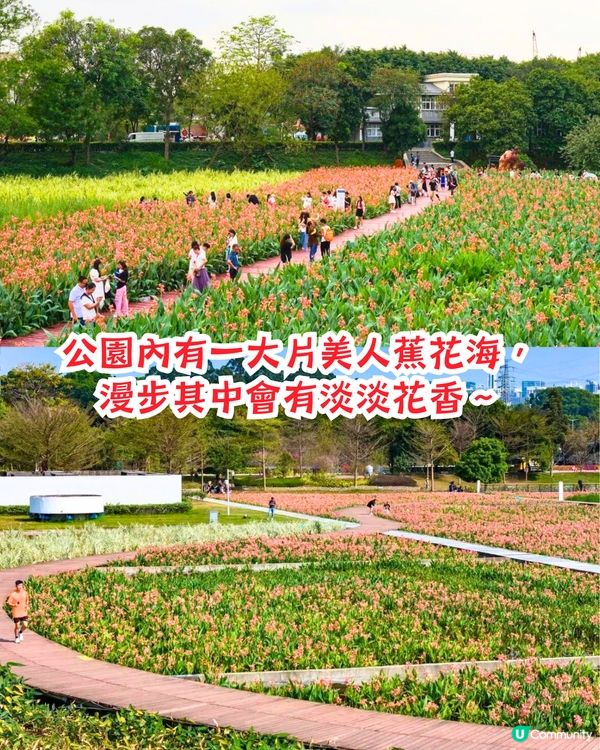 深圳打卡美人蕉公園3大推介📸地鐵直達🚇附3大打卡TIPS‼️