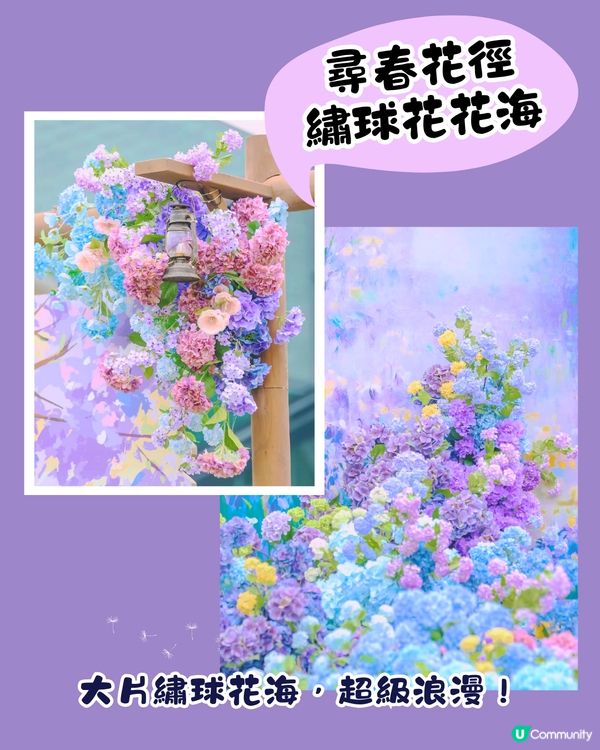 深圳大運天地賞花秘點😍有齊6個必影打卡位‼️ 3大絕美花海/ 湖邊花圈裝置/8米高藍花楹鞦韆