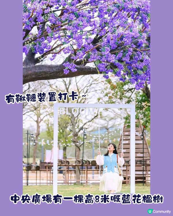 深圳大運天地賞花秘點😍有齊6個必影打卡位‼️ 3大絕美花海/ 湖邊花圈裝置/8米高藍花楹鞦韆