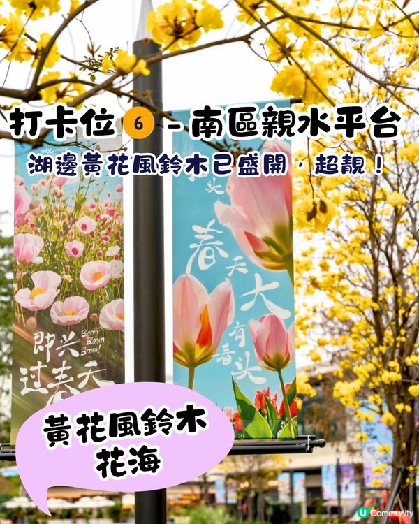 深圳大運天地賞花秘點😍有齊6個必影打卡位‼️ 3大絕美花海/ 湖邊花圈裝置/8米高藍花楹鞦韆