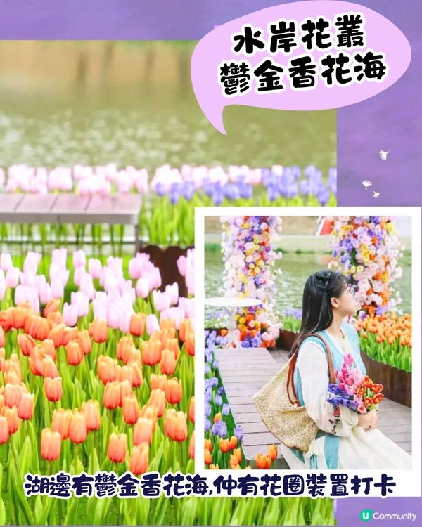 深圳大運天地賞花秘點😍有齊6個必影打卡位‼️ 3大絕美花海/ 湖邊花圈裝置/8米高藍花楹鞦韆