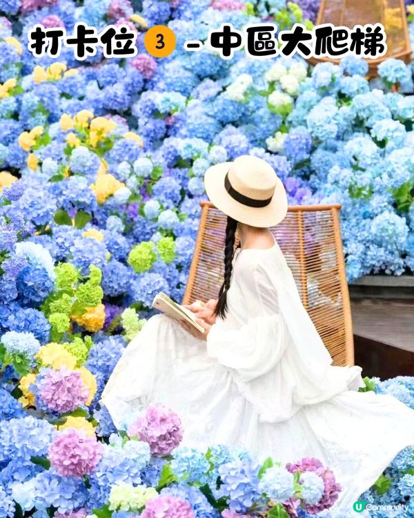 深圳大運天地賞花秘點😍有齊6個必影打卡位‼️ 3大絕美花海/ 湖邊花圈裝置/8米高藍花楹鞦韆