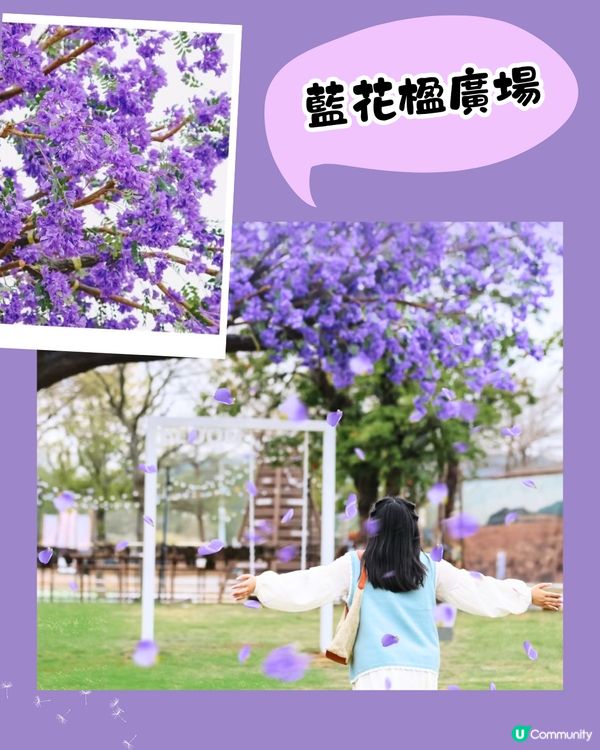 深圳大運天地賞花秘點😍有齊6個必影打卡位‼️ 3大絕美花海/ 湖邊花圈裝置/8米高藍花楹鞦韆