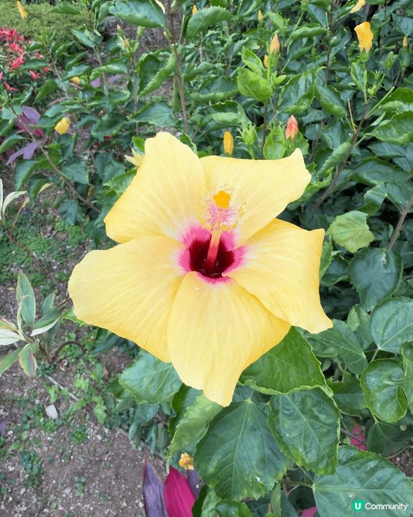 又係辣媽好介紹🤗