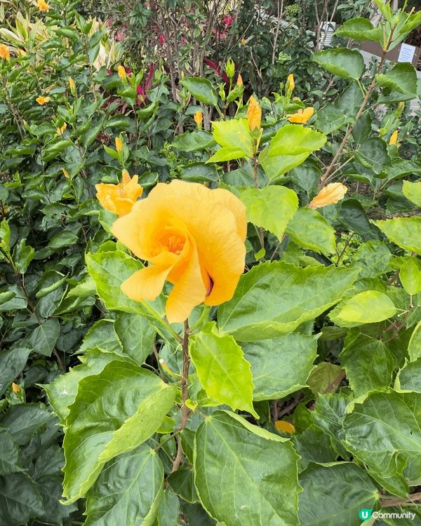 又係辣媽好介紹🤗