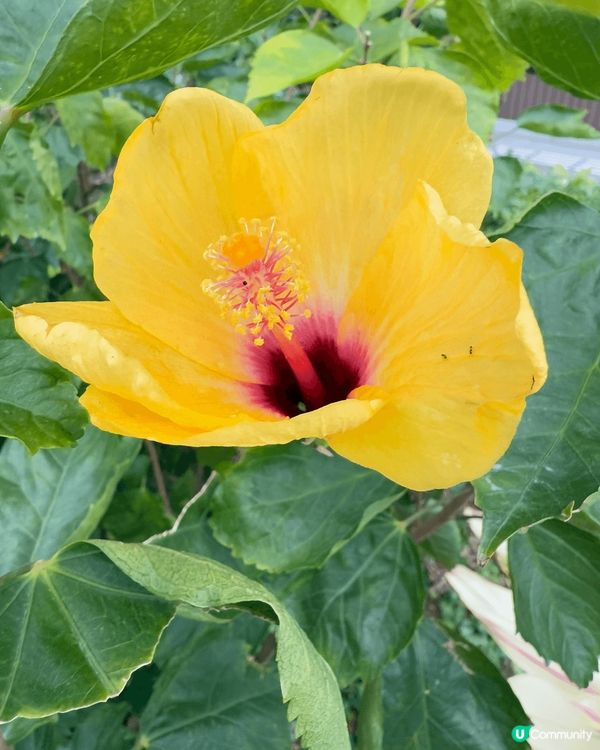 又係辣媽好介紹🤗