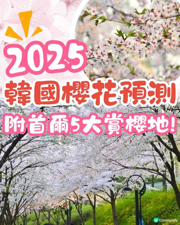 2025韓國櫻花預測出爐🔥附首爾5大人氣賞櫻地🌸汝矣島櫻花節/石村湖/首爾林