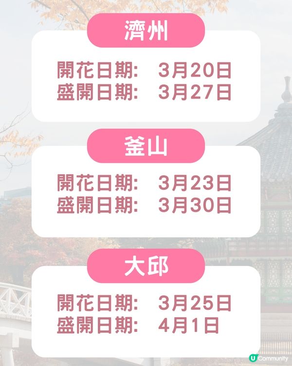 2025韓國櫻花預測出爐🔥附首爾5大人氣賞櫻地🌸汝矣島櫻花節/石村湖/首爾林